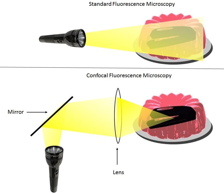 Confocal fluorescence microscopy